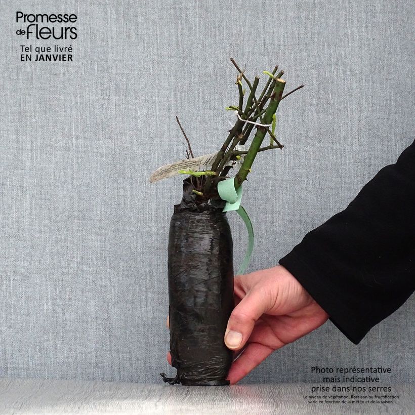 Rosa Jubilee Celebration Zolla a radice nuda esemplare consegnato in inverno