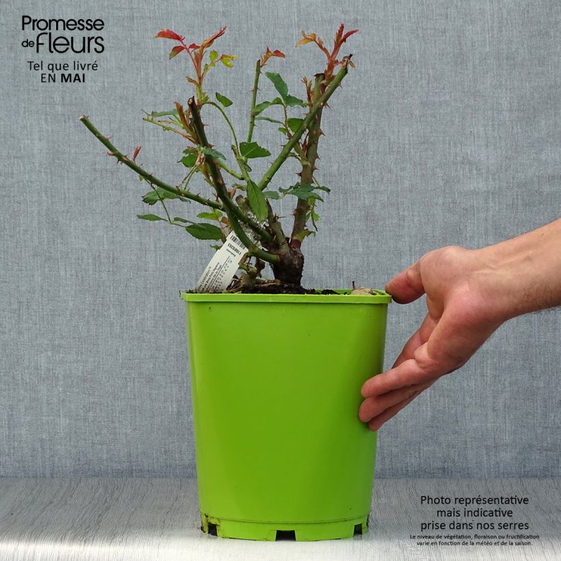 Rosa Jubilee Celebration Vaso da 4L/5L esemplare consegnato in primavera