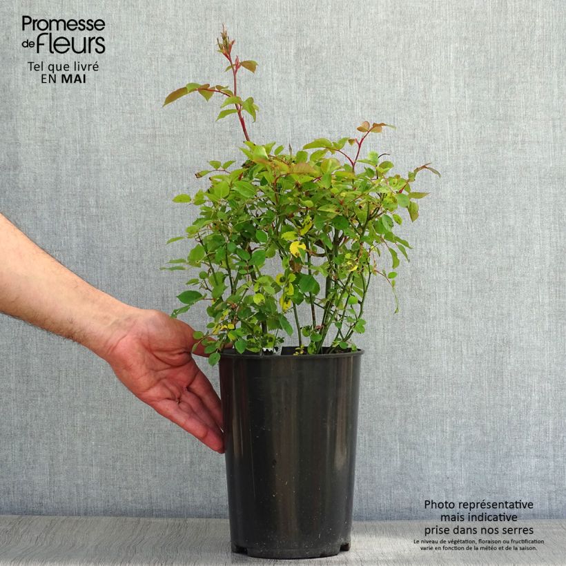 Rosa Kew Gardens Vaso da 3L/4L esemplare consegnato in primavera