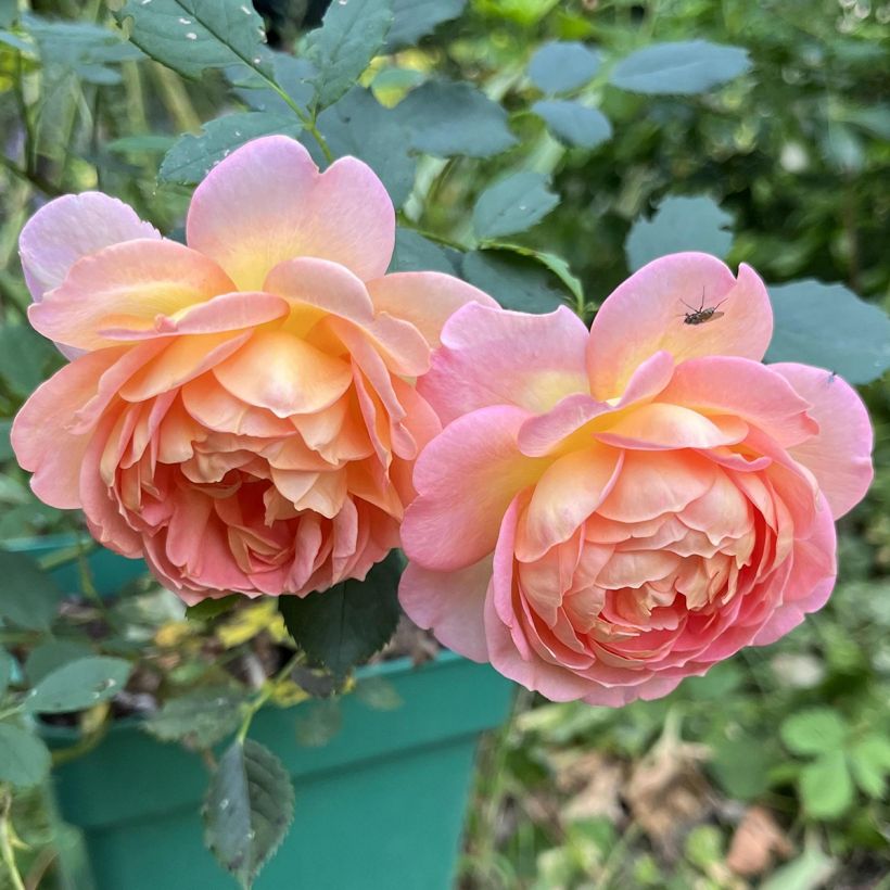 Rosa Lady Of Shalott (Fioritura)