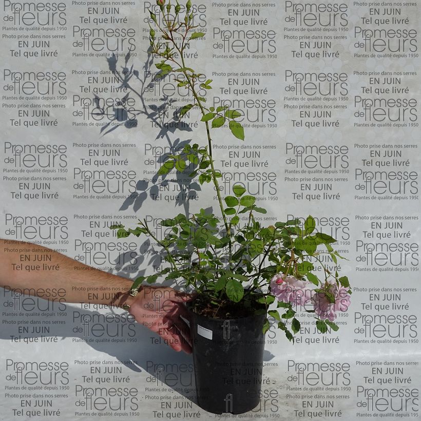 Esempio di esemplare Rosa Lady Salisbury Vaso da 4L/5L come consegnato