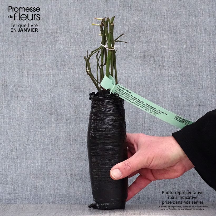 Rosa Lichfield Angel Zolla a radice nuda esemplare consegnato in inverno