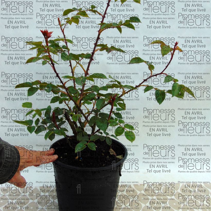 Esempio di esemplare Rosa Pat Austin Vaso da 4L/5L come consegnato