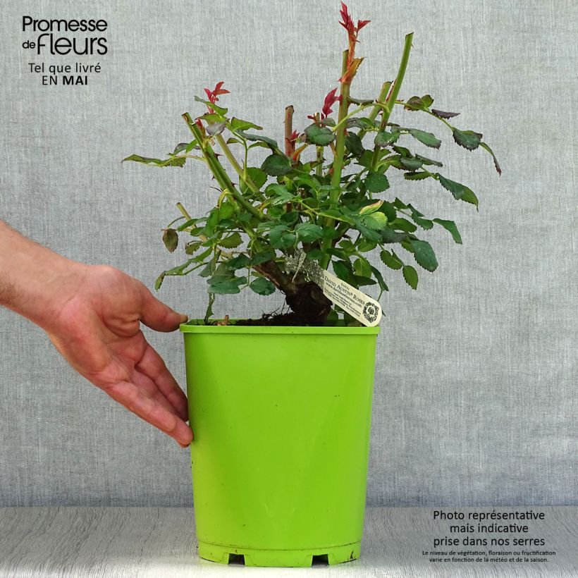 Example of Rosa Port Sunlight Vaso da 4L/5L as you get in printemps