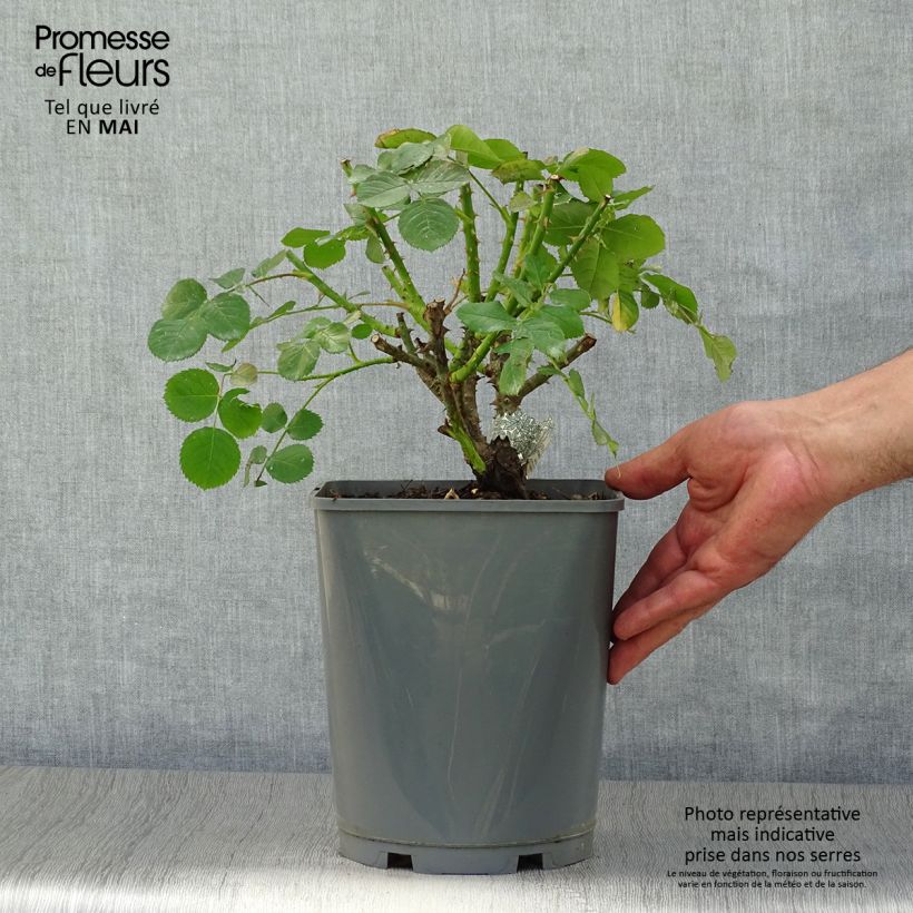 Example of Rosa Princess Anne Vaso da 3L/4L as you get in printemps