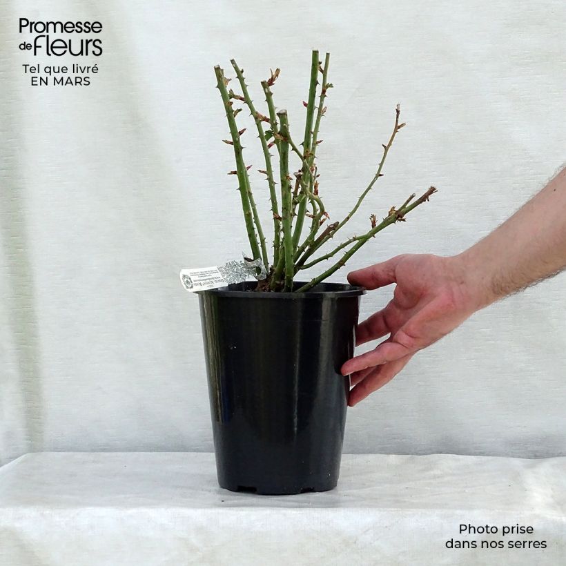 Rosa alba Royal Jubilee - Rosa bianca Vaso da 4L/5L esemplare consegnato in primavera