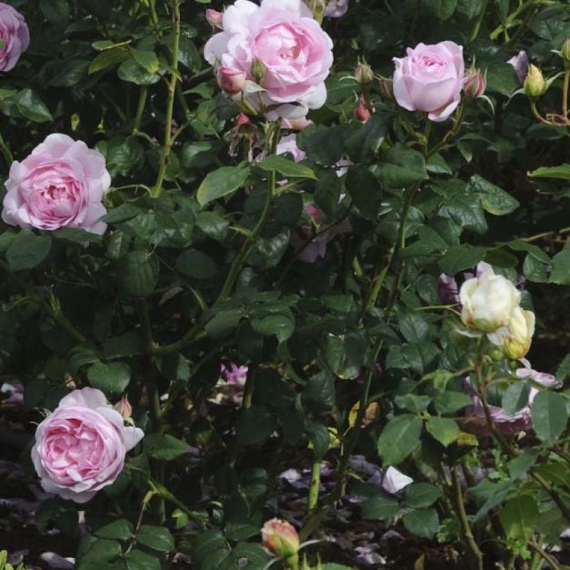 Rosa Scepter'd Isle (Foliage)