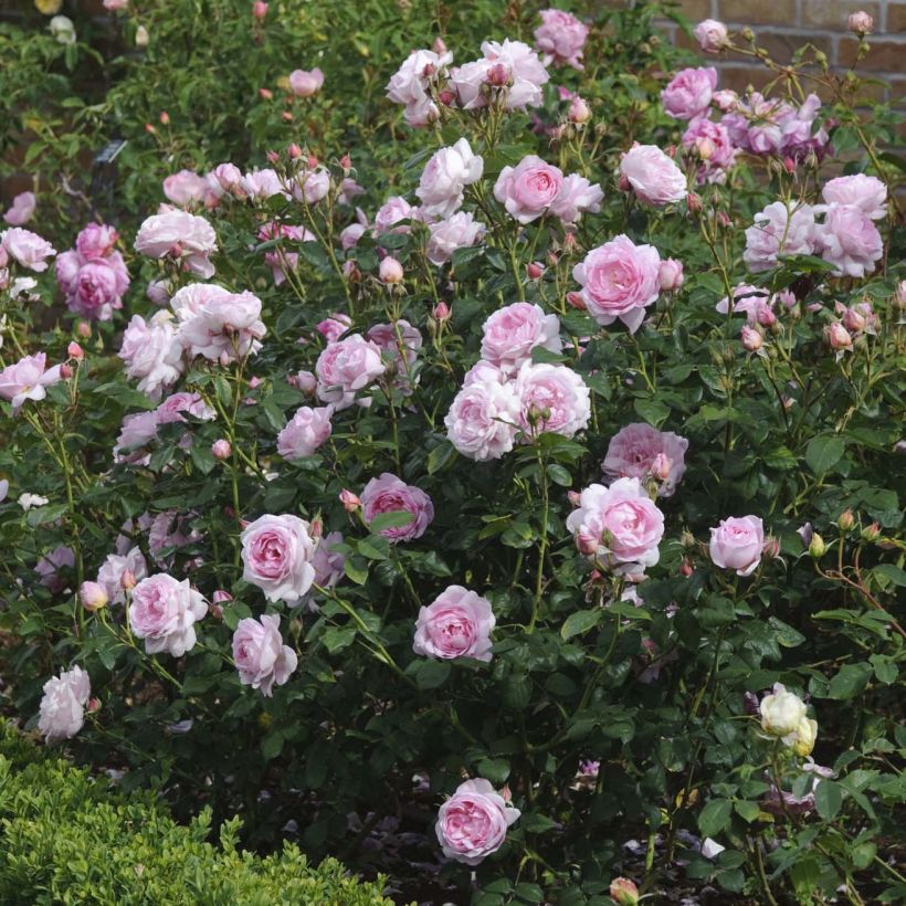 Rosa Scepter'd Isle (Flowering)