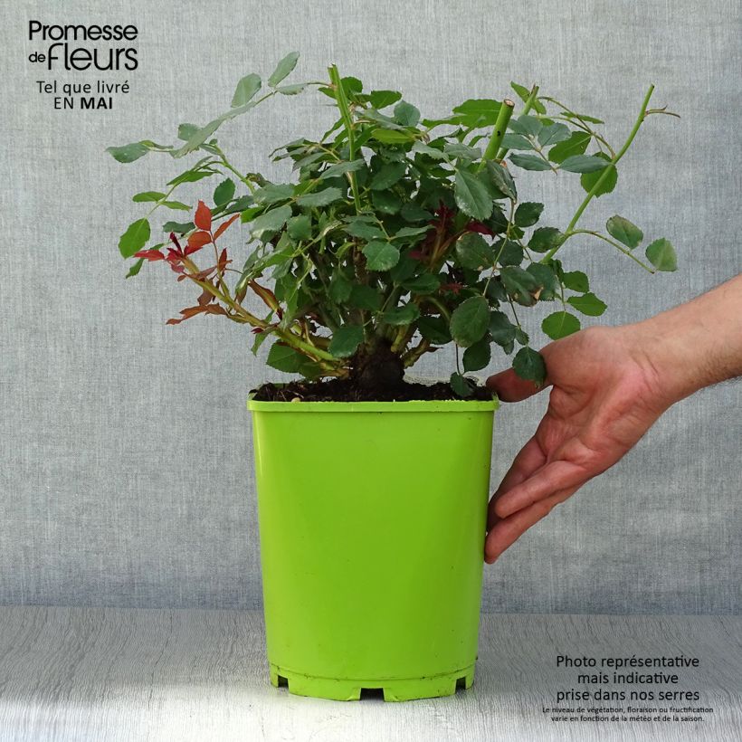 Rosa Sir John Betjeman Vaso da 4L/5L esemplare consegnato in primavera