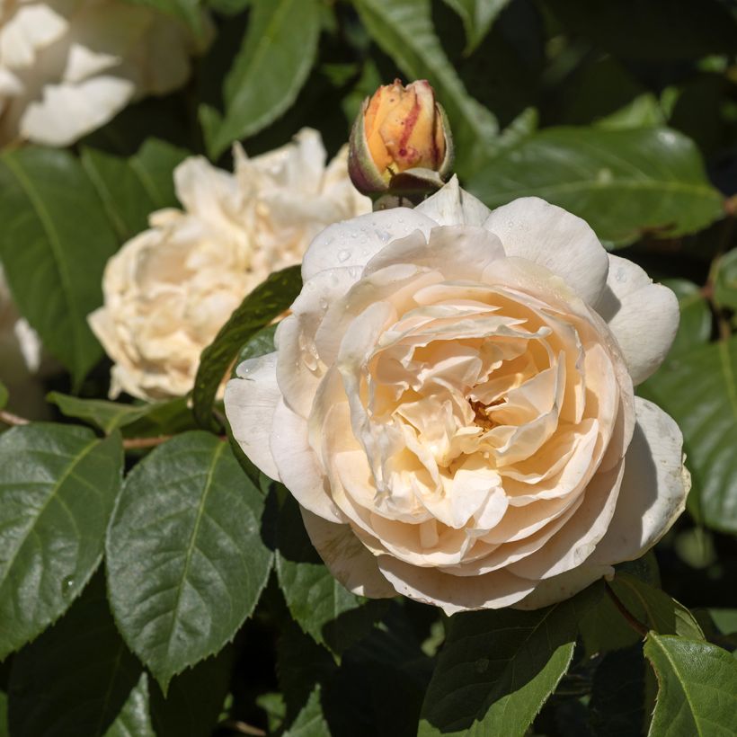 Rosa Sweet Juliet (Fioritura)