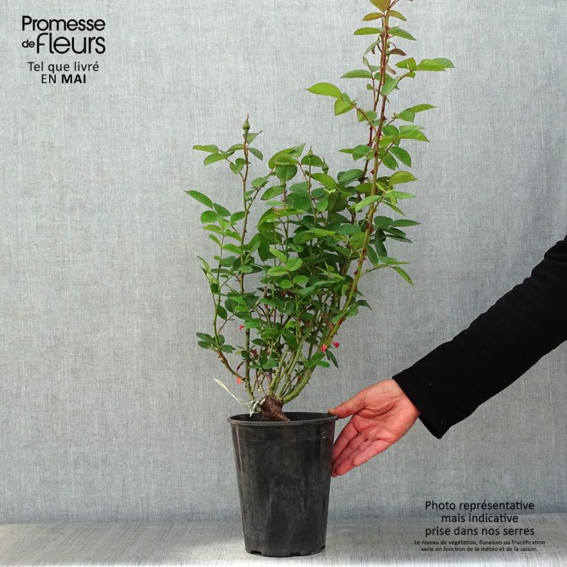 Example of Rosa The Alnwick Rose Vaso da 4L/5L as you get in printemps