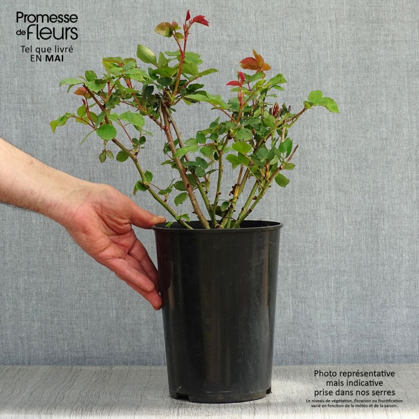 Example of Rosa The Ancient Mariner Vaso da 4L/5L as you get in printemps