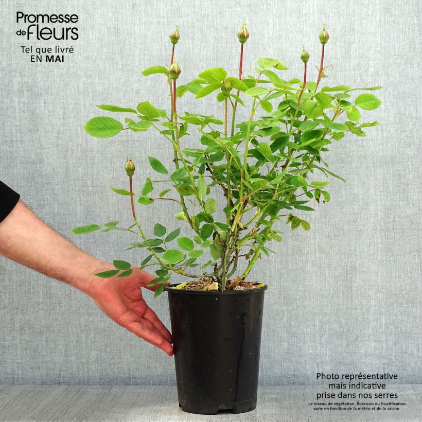 Example of Rosa The Lady Gardener Vaso da 4L/5L as you get in printemps