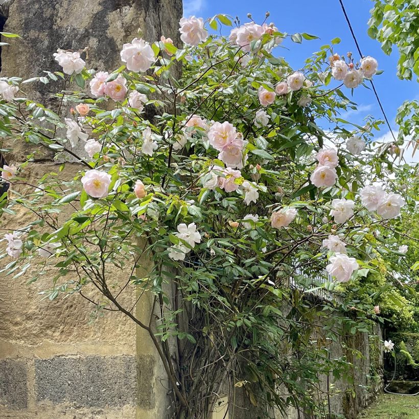 Rosa The Lady of the Lake (Porto)