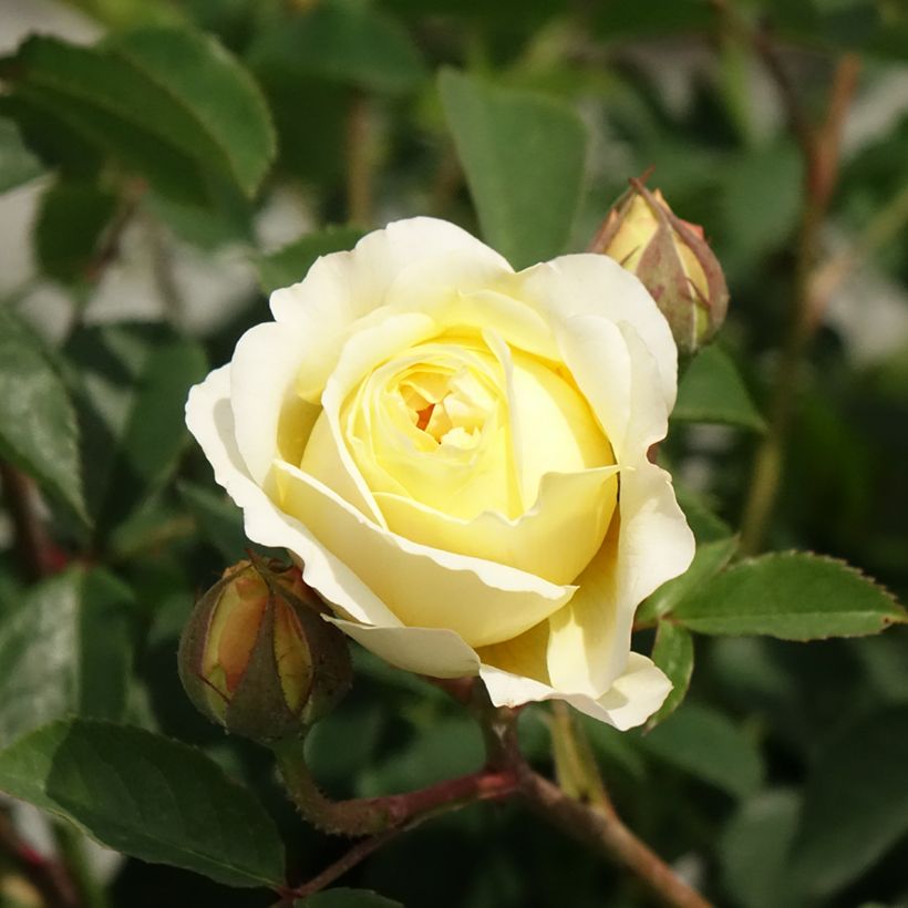 Rosa The Pilgrim (Fioritura)
