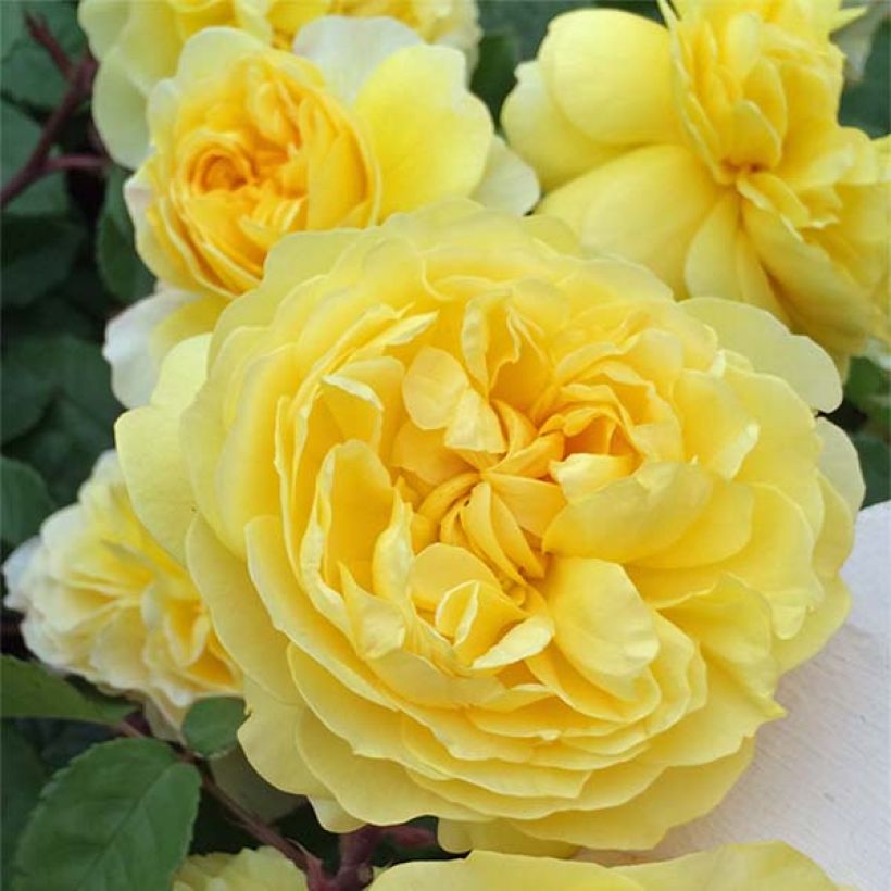 Rosa The Poet's Wife (Flowering)