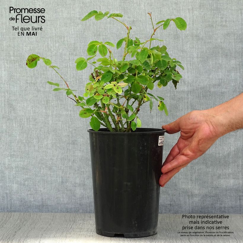 Rosa Thomas à Becket Vaso da 4L/5L esemplare consegnato in primavera