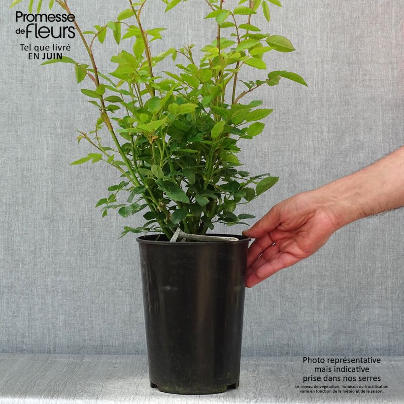 Rosa Tottering-by-Gently Vaso da 4L/5L esemplare consegnato in primavera