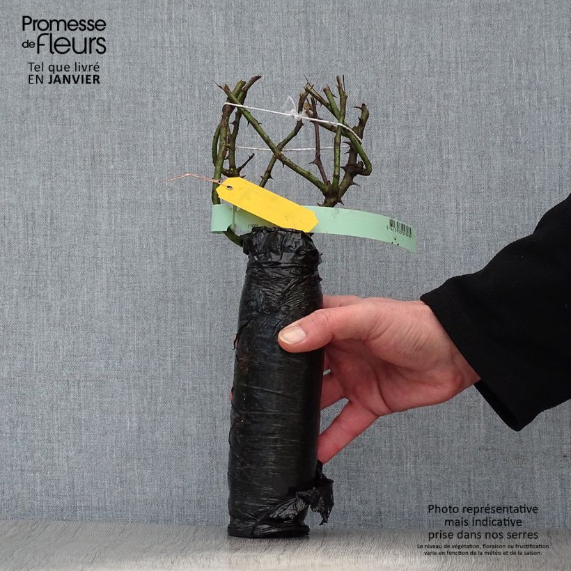 Rosa moscata Tranquillity Zolla a radice nuda esemplare consegnato in inverno