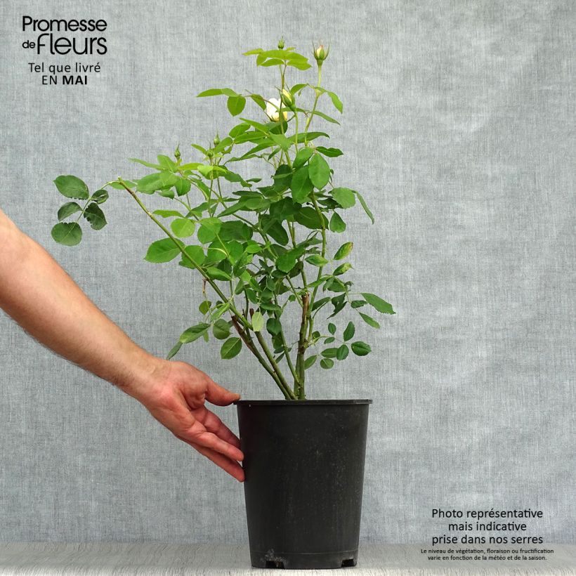 Example of Rosa Vanessa Bell Vaso da 4L/5L as you get in printemps