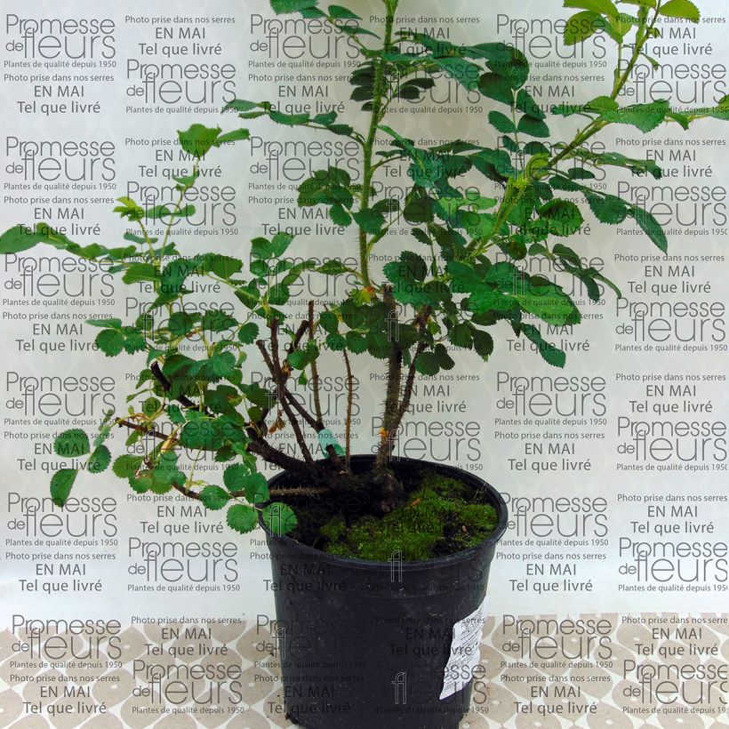 Example of Rosa rugosa Wild Edric - Aushedge Vaso da 4L/5L as you get