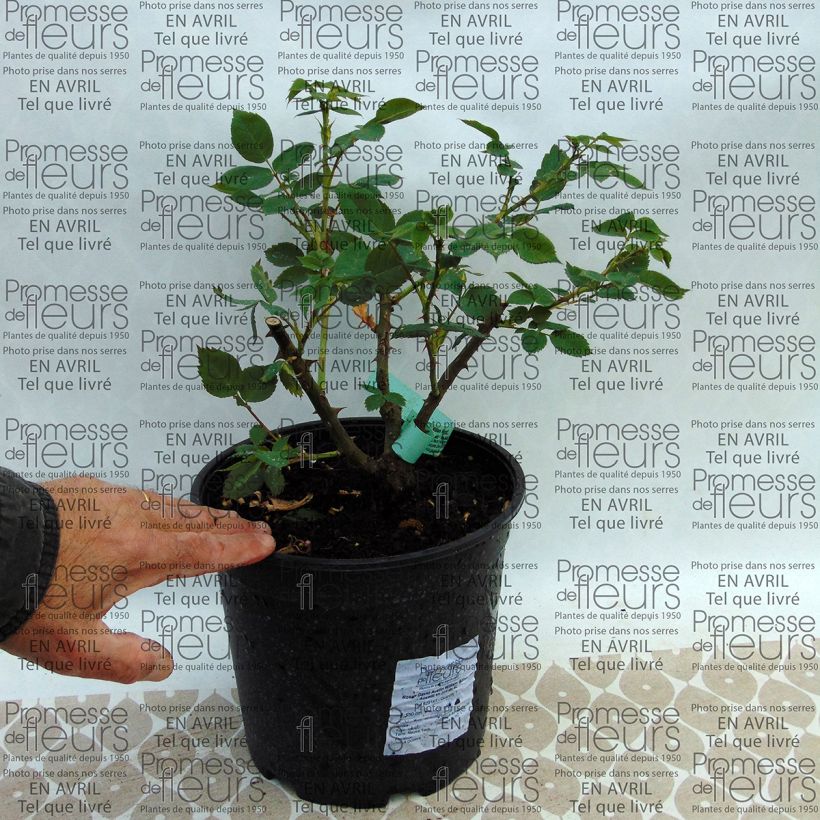 Esempio di esemplare Rosa William Morris Vaso da 4L/5L come consegnato