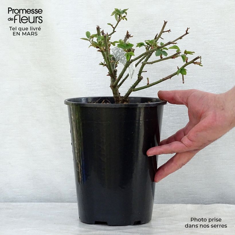 Rosa Winchester Cathedral Vaso da 4L/5L esemplare consegnato in inverno