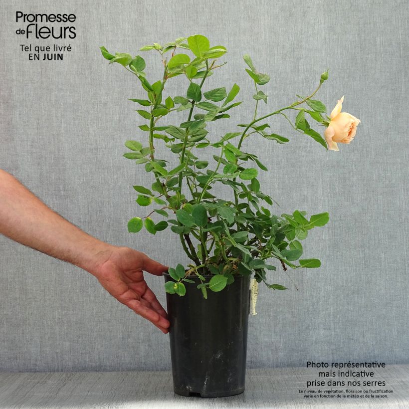 Example of Rosa Wollerton Old Hall Vaso da 4L/5L as you get in printemps