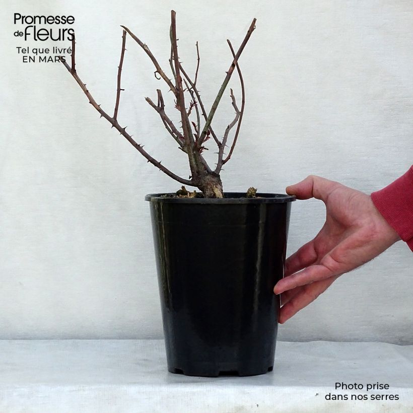 Rosa Young Lycidas Vaso da 4L/5L esemplare consegnato in primavera