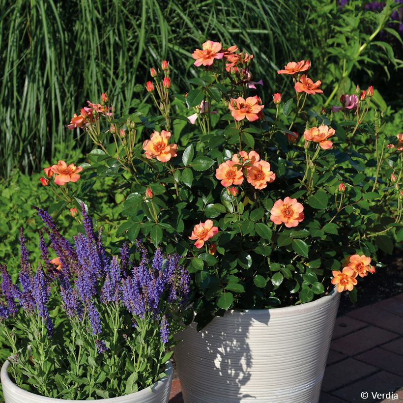 Rosa tappezzante Baia (Plant habit)