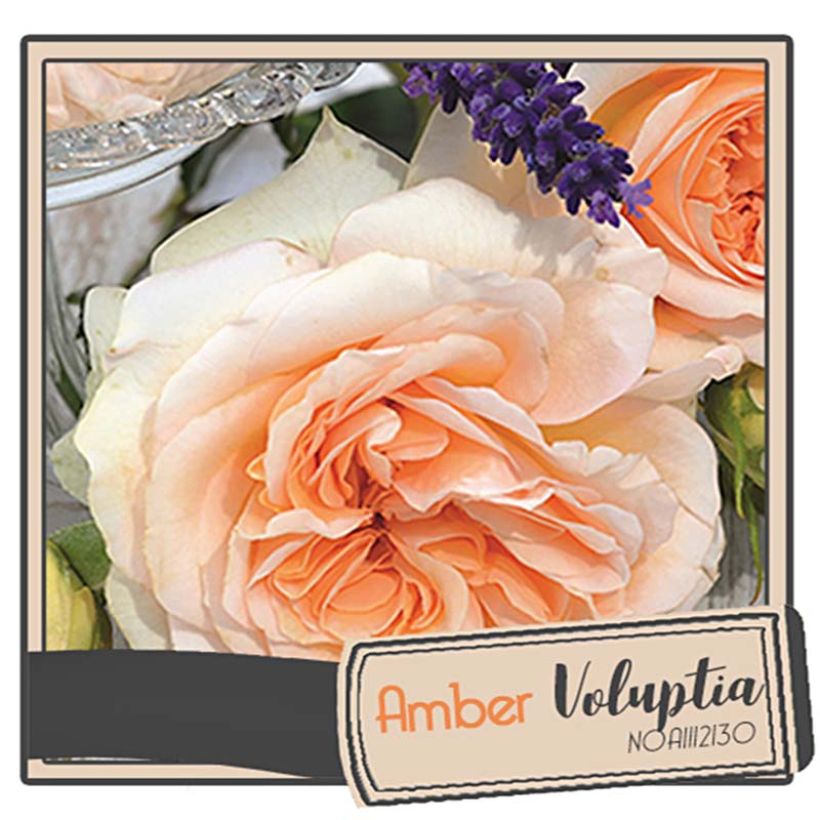 Rosa tappezzante Amber Voluptia (Fioritura)