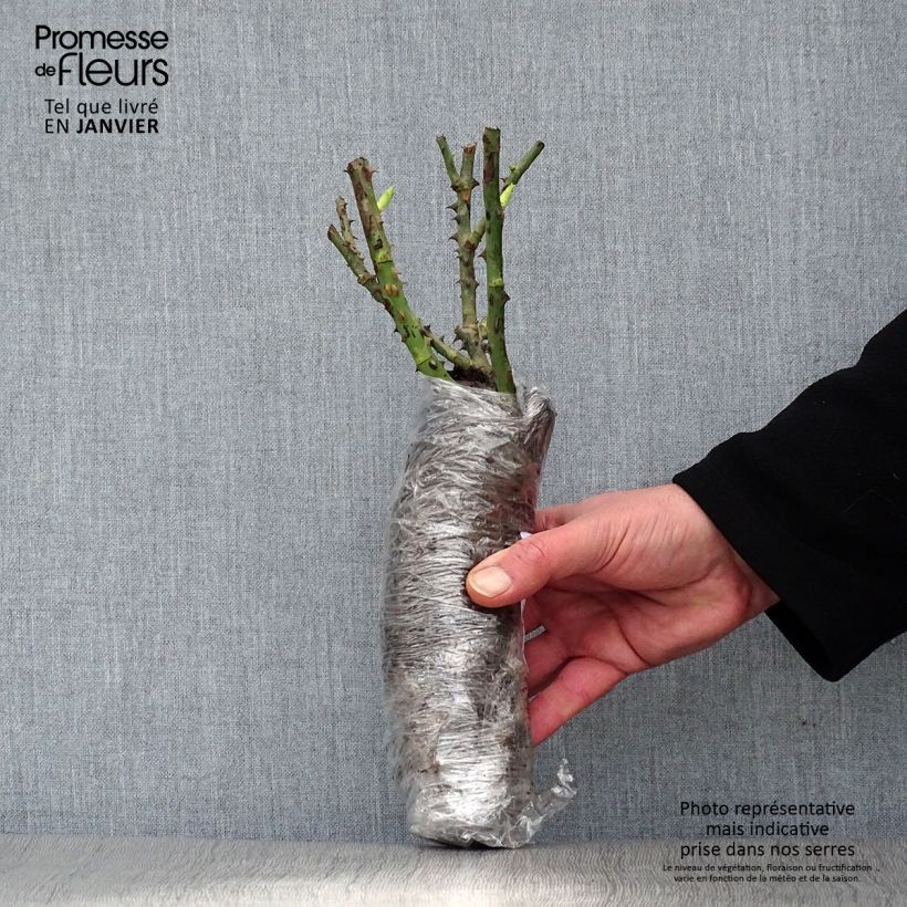 Rosa tappezzante Isalia (Noat1804) Zolla a radice nuda esemplare consegnato in inverno