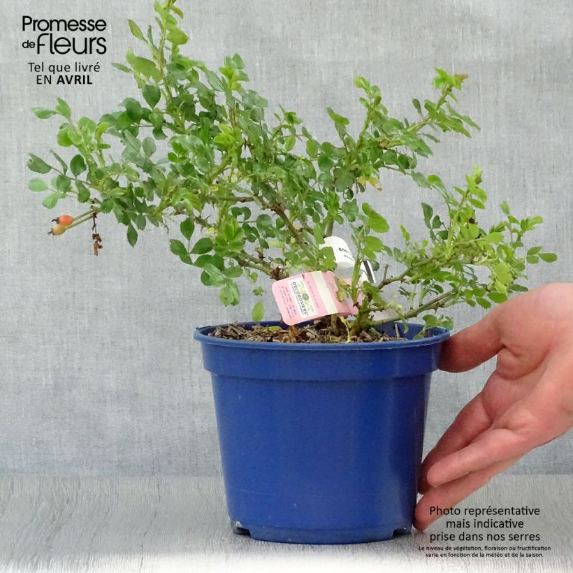 Example of Rosa tappezzante Sommermelodie (NOAmel) Vaso da 2L/3L as you get in printemps