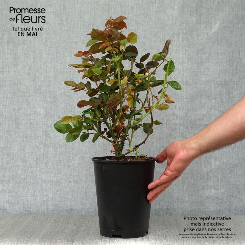 Example of Rosa Dominica Intercomdoor Vaso da 4L/5L as you get in printemps