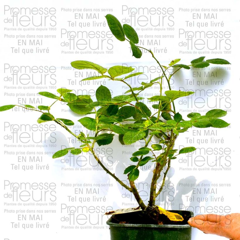 Example of Rosa Eliza Vaso da 4L/5L as you get