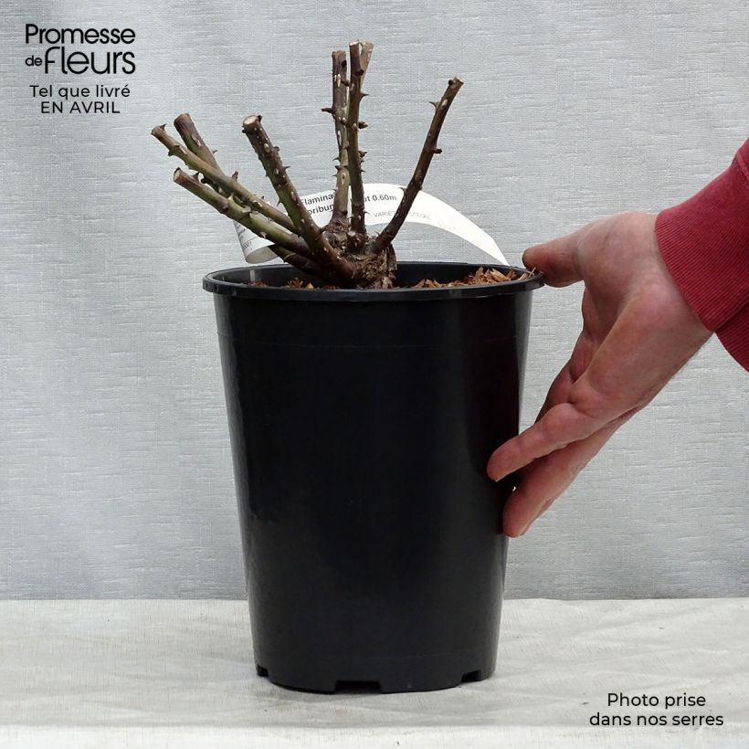 Example of Rosa Flamina Vaso da 4L/5L as you get in printemps