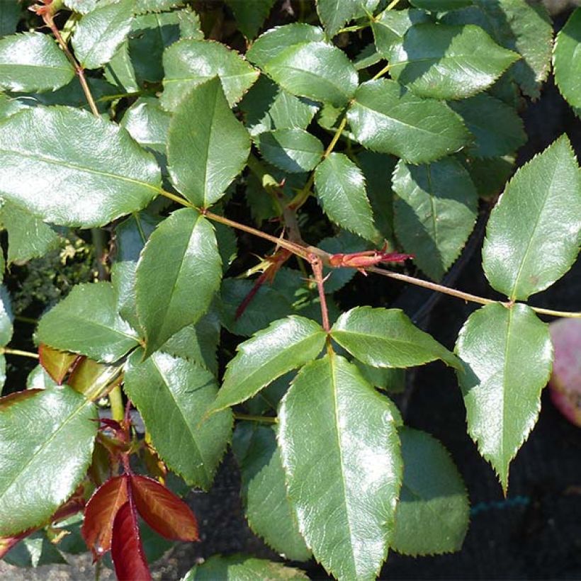 Rosa polyantha Fragrant Delight (Foliage)