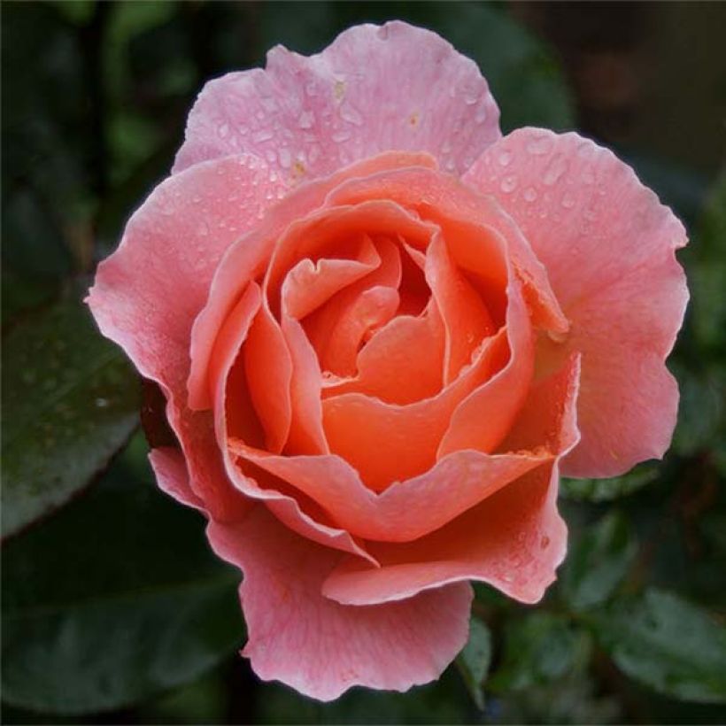 Rosa polyantha Fragrant Delight (Flowering)