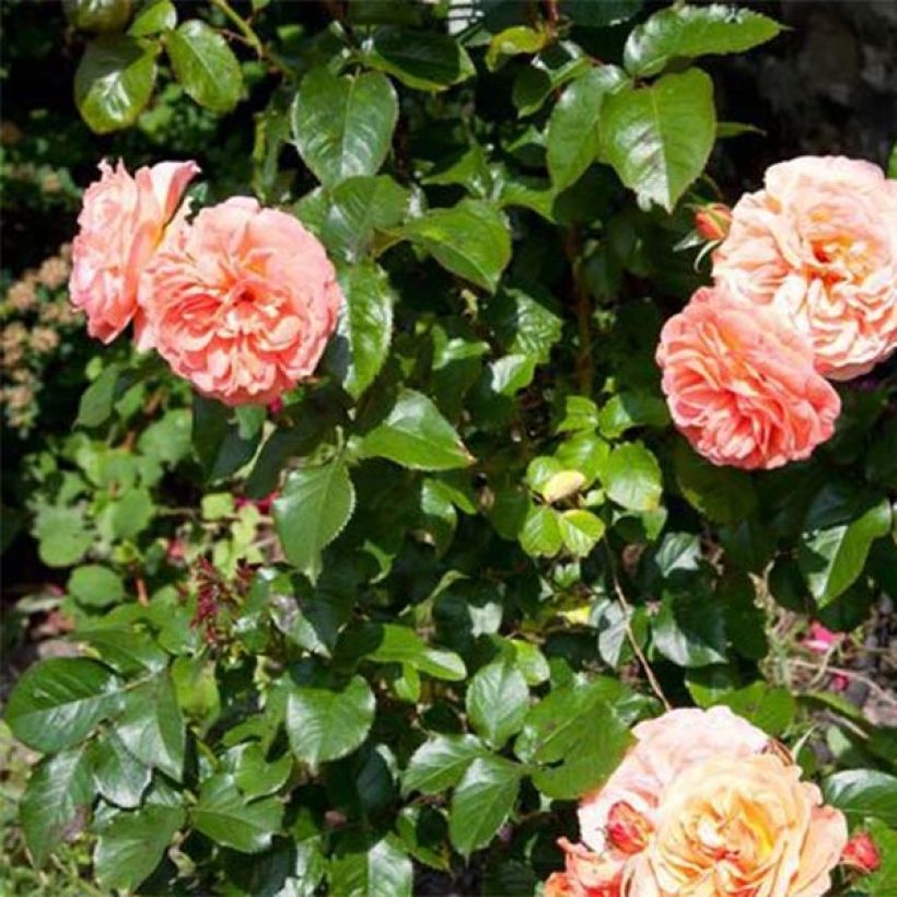 Rosa polyantha François Mauriac (Foliage)