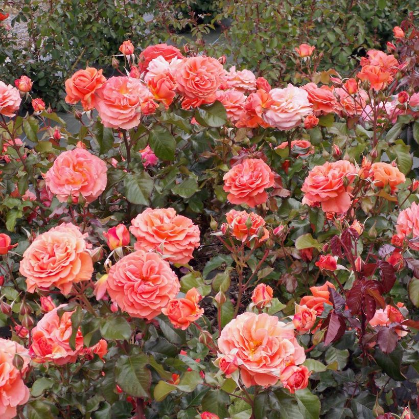 Rosa polyantha François Mauriac (Plant habit)