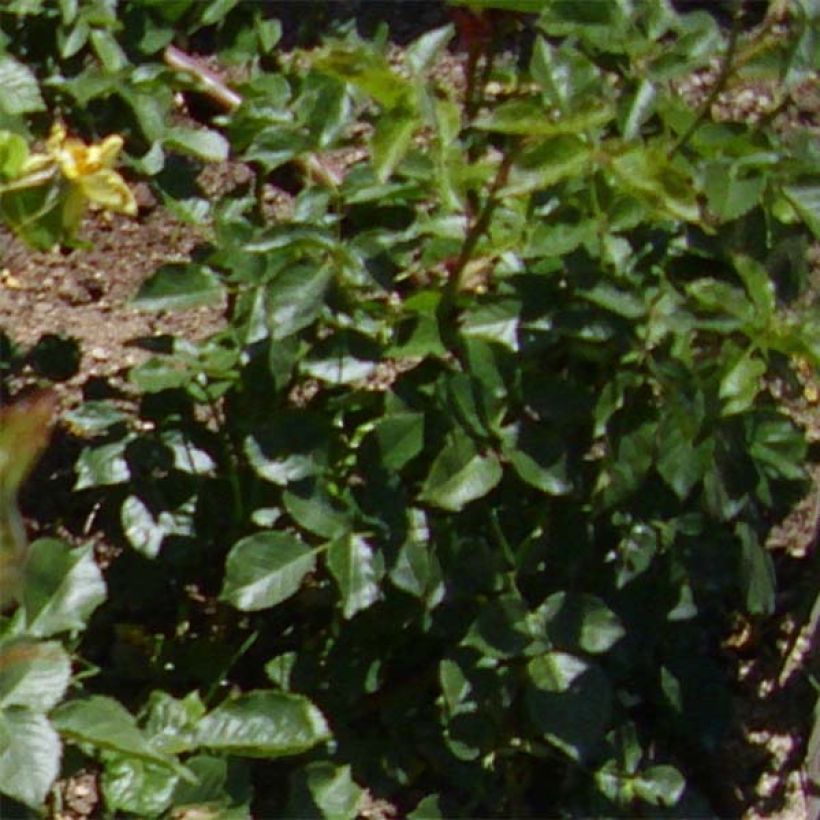 Rosa polyantha Friesia (Foliage)