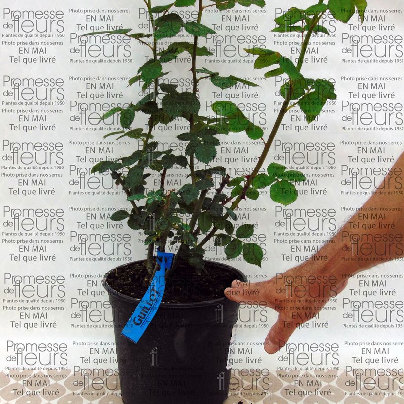 Esempio di esemplare Rosa Generosa Charles de Nervaux Vaso da 4L/5L come consegnato