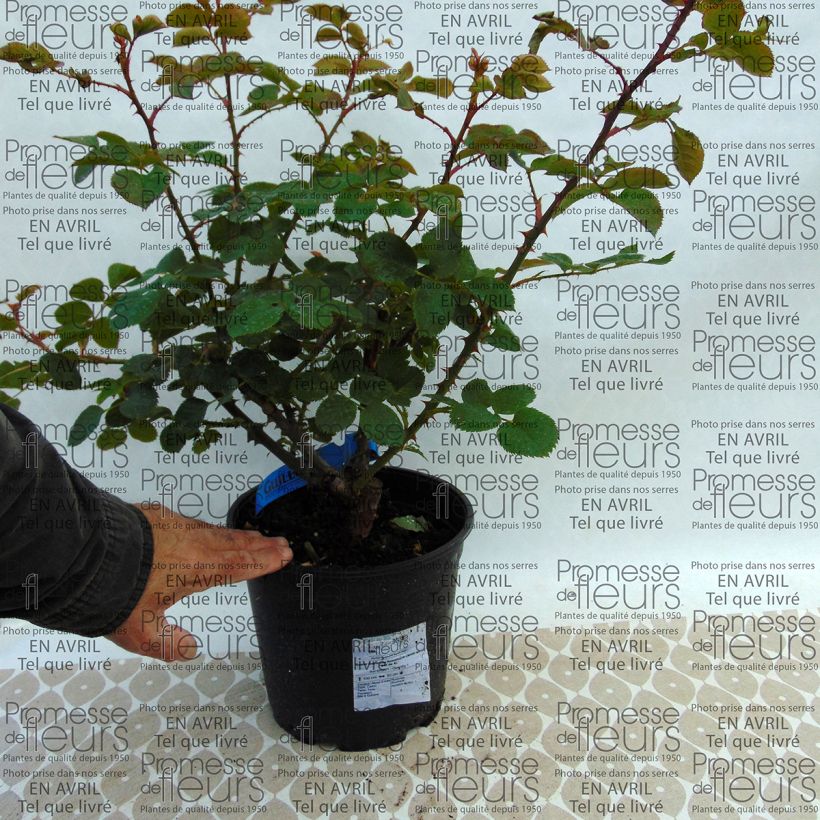 Esempio di esemplare Rosa Generosa Rosomane Janon Vaso da 4L/5L come consegnato