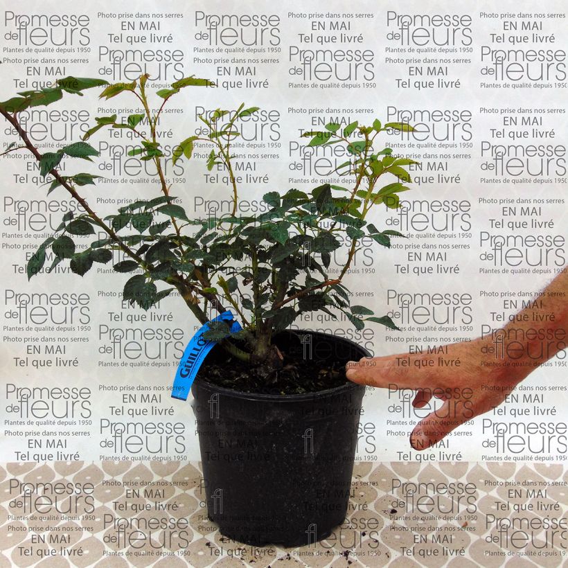 Esempio di esemplare Rosa Generosa Sonia Rykiel Vaso da 4L/5L come consegnato