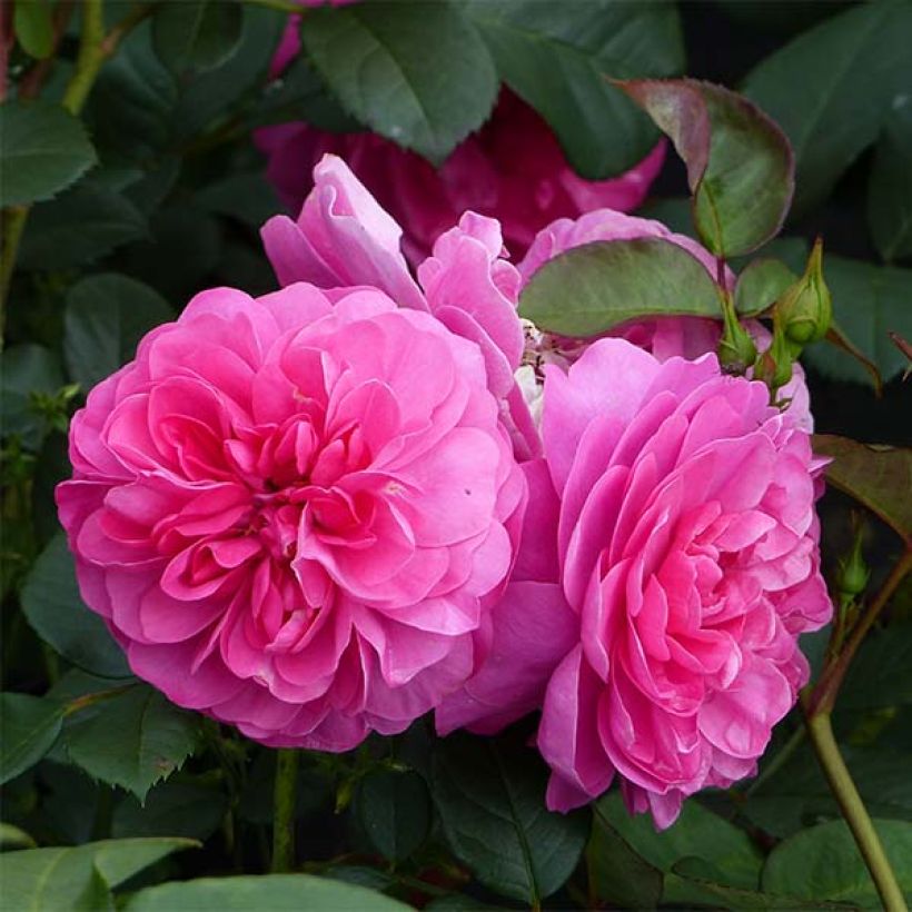 Rosa rampicante Allegro (Flowering)