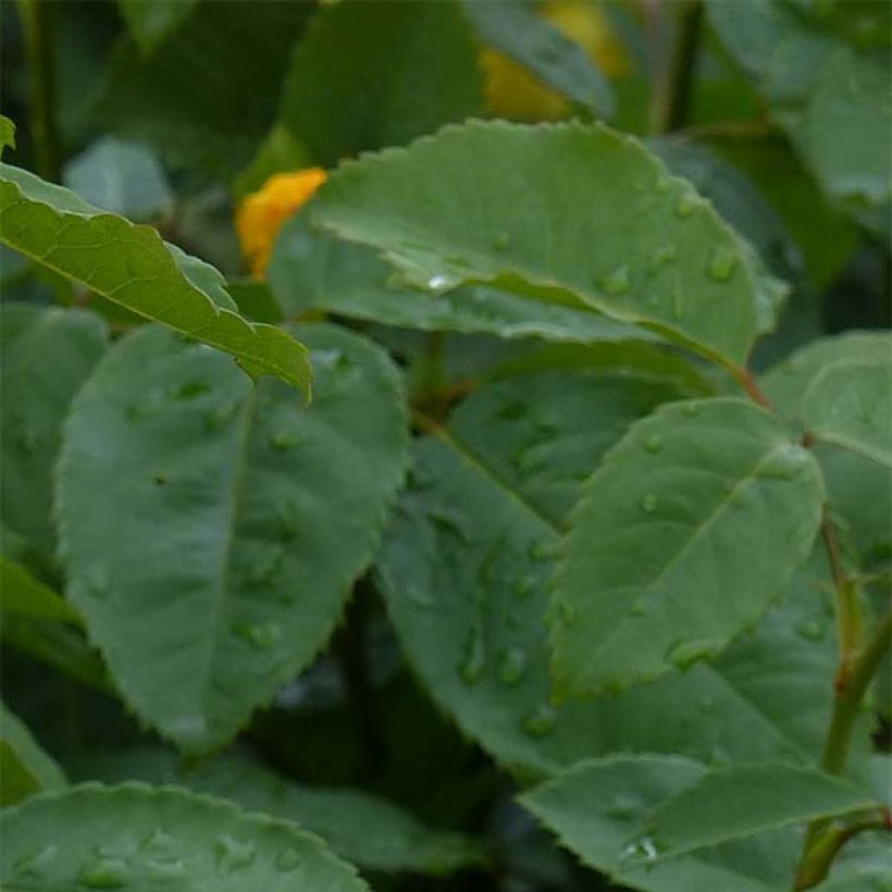 Rosa rampicante Golden Gate (Foliage)
