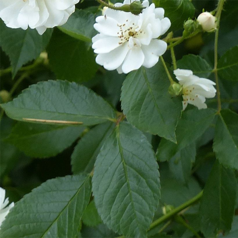 Rosa rampicante Guirlande d'Amour (Foliage)