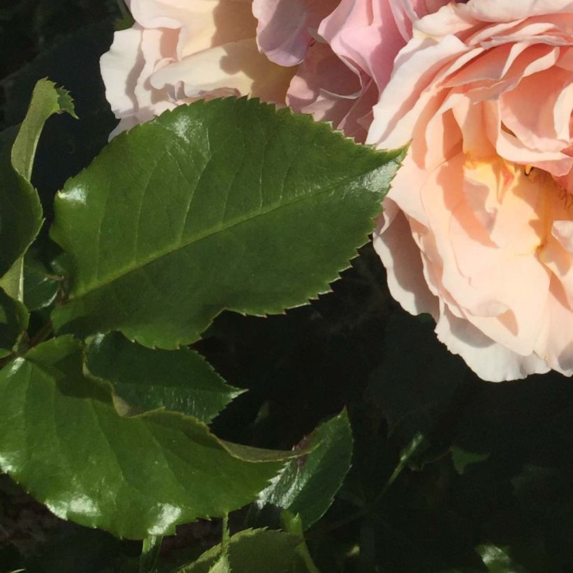 Rosa Jardin des Tuileries (Foliage)