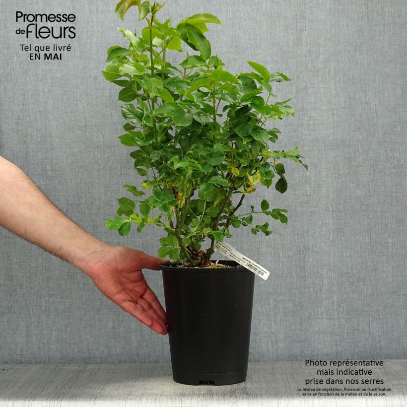 Example of Rosa Jardin des Tuileries Vaso da 3L/4L as you get in printemps