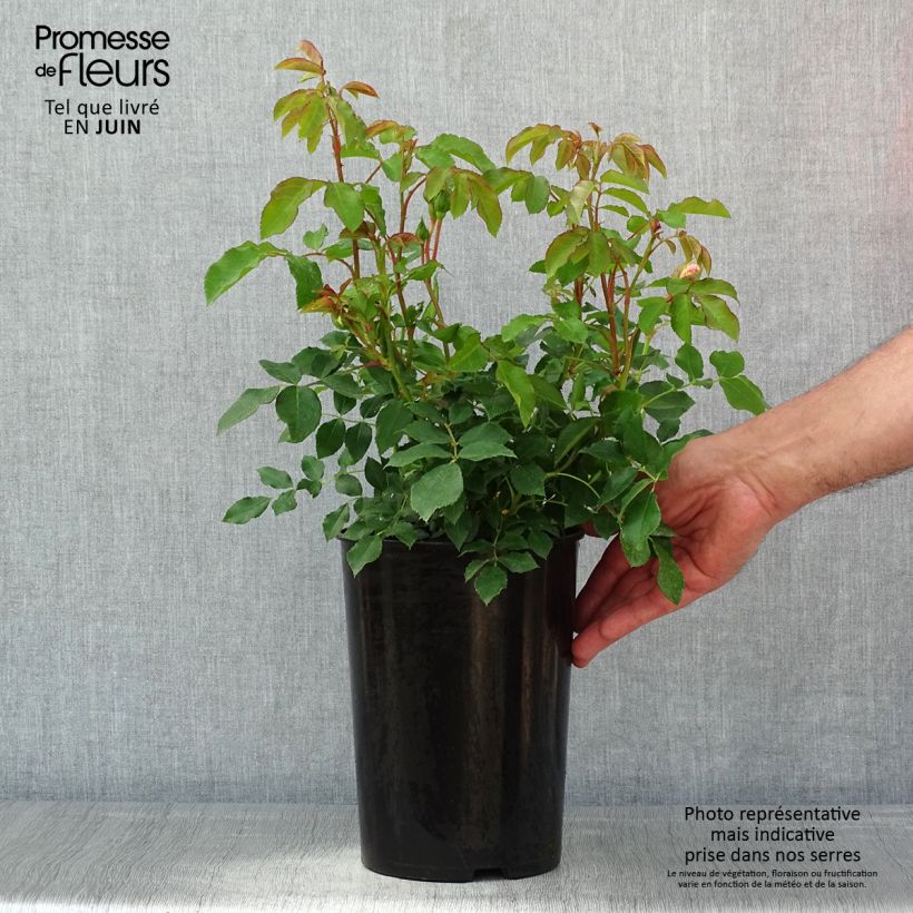 Rosa polyantha Kosmos Vaso da 4L/5L esemplare consegnato in primavera